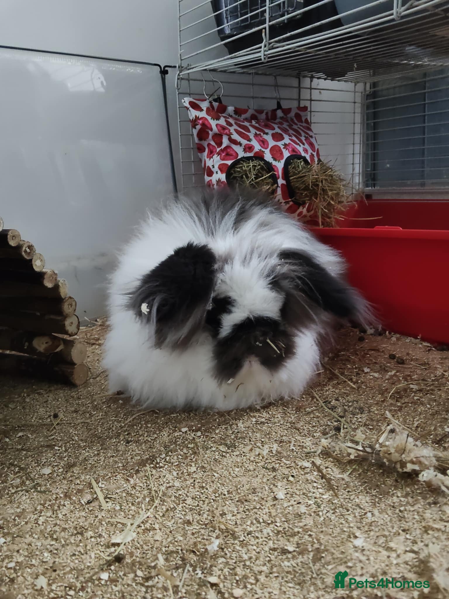 Lionhead rabbits Friendly Lionhead x Rex Rabbit needs rehoming - Advert 2