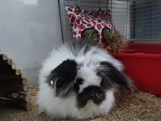 Lionhead rabbits Friendly Lionhead x Rex Rabbit needs rehoming - Advert 2