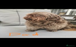 Shih Tzu dogs for sale: Shih Tzu Imperial (Karashishi) - Image 19