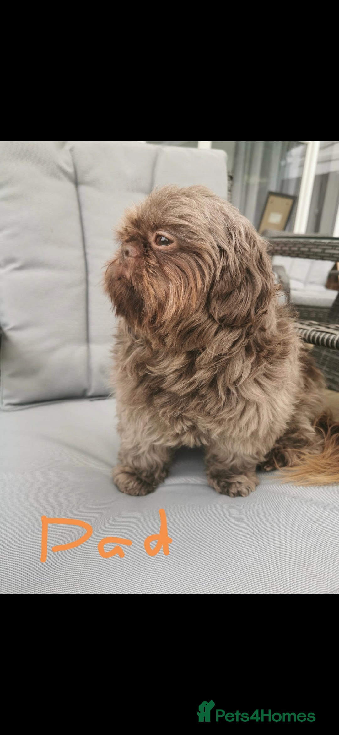 Shih Tzu dogs for sale: Shih Tzu Imperial (Karashishi) - Image 19