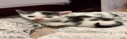 Mixed Breed cats for sale: Kittens for sale  in Rugeley - Advert 4