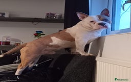 Mixed Breed dogs for sale: French bulldog cross pocket bully - Image 7