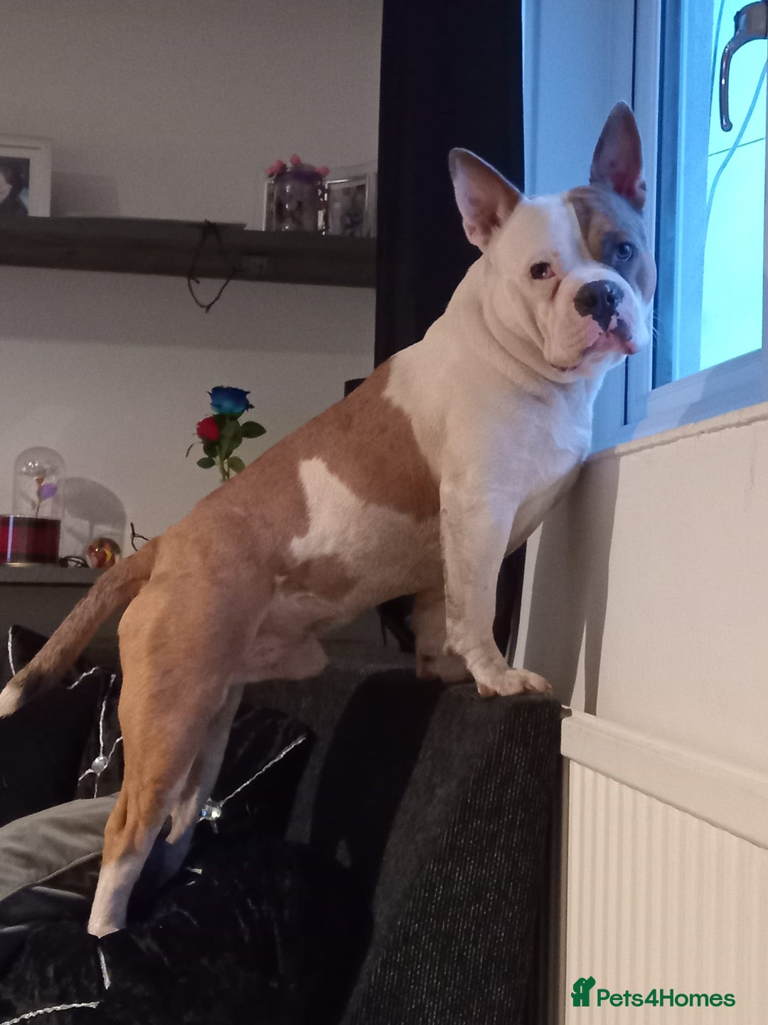 Mixed Breed dogs for sale: French bulldog cross pocket bully - Image 7