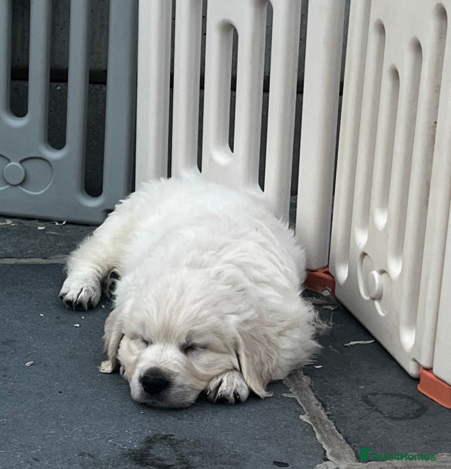 Golden Retriever dogs Little Polar Bear Puppies - Advert 1