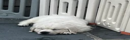Golden Retriever dogs for sale: Little Polar Bear Puppies - Advert 28