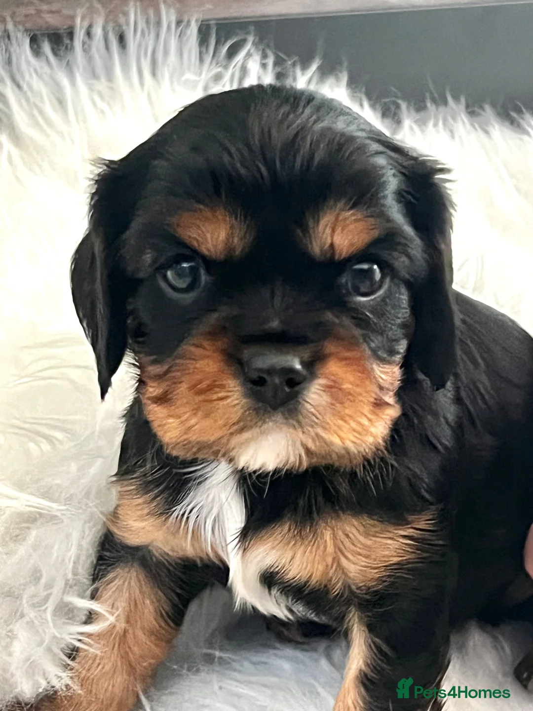 Cavalier King Charles Spaniel dogs for sale: ⭐️Gorgeous KC Chocolate Carrier Cavaliers⭐️ - Advert 13