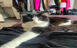 British Longhair cats for sale: 5 month old kittens for sale  - Image 6
