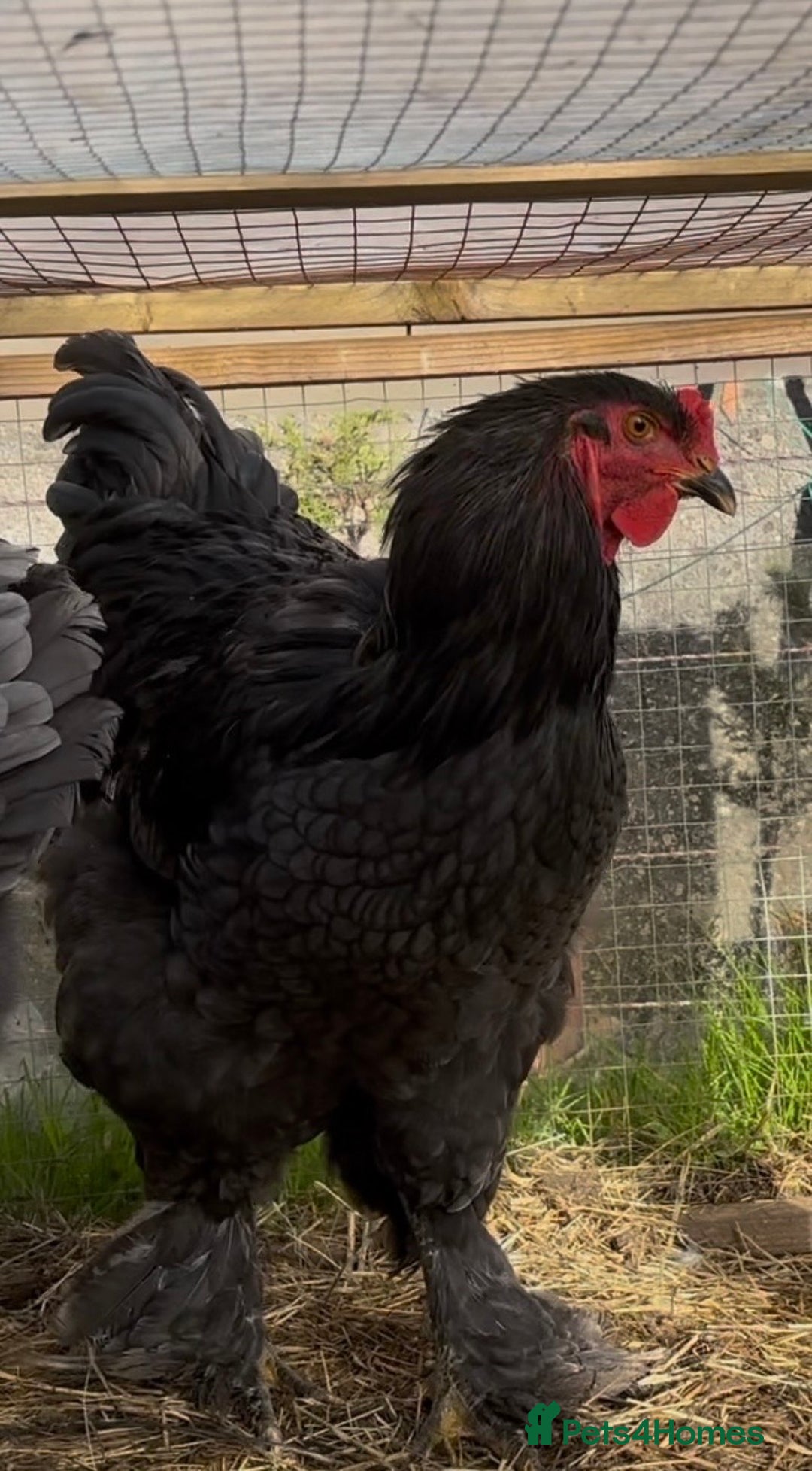 Chickens poultry for sale: Pair of brahamas black chicken  - Advert 3