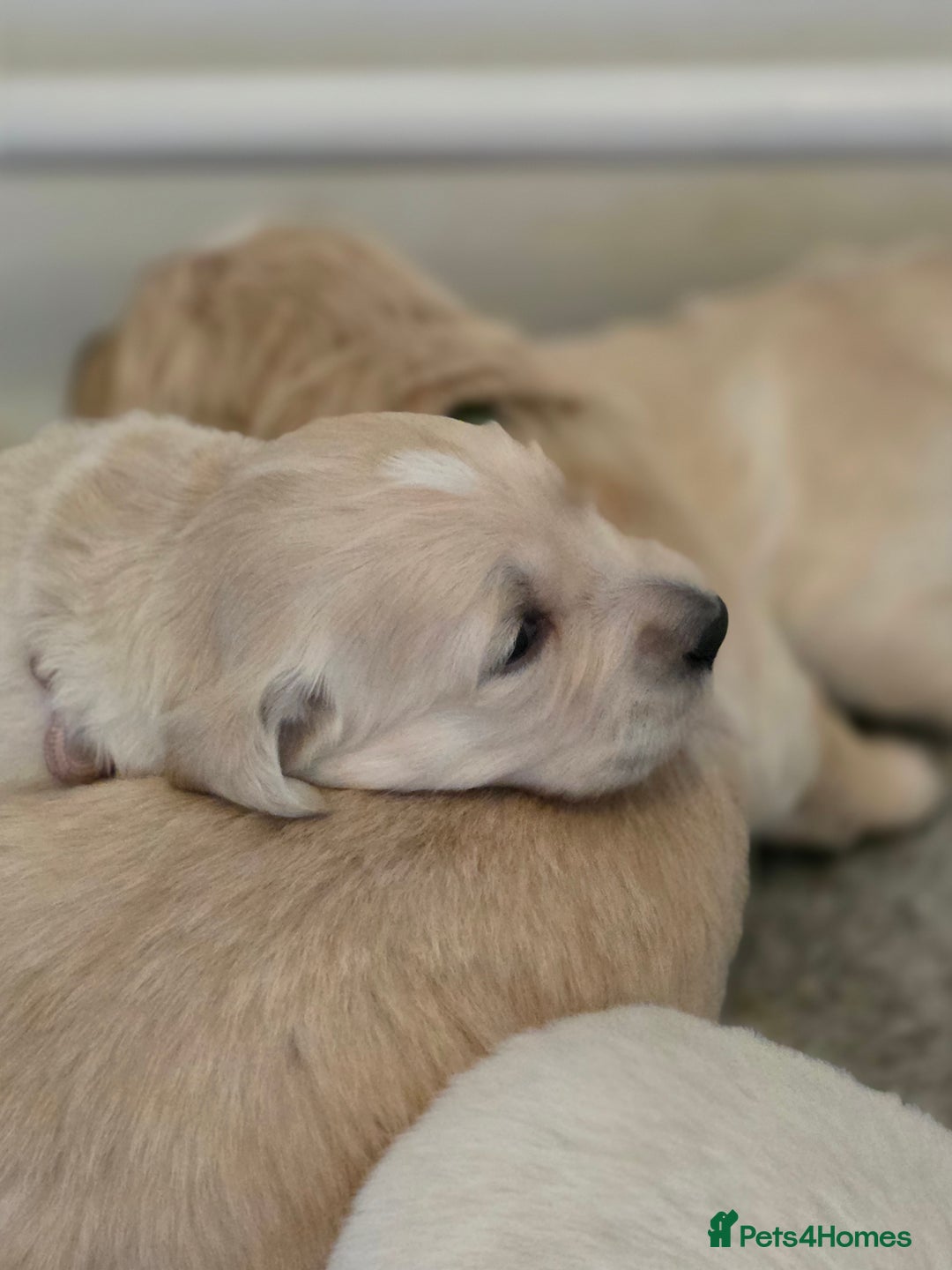 Golden Retriever dogs for sale: KC registered health tested puppies - Image 10