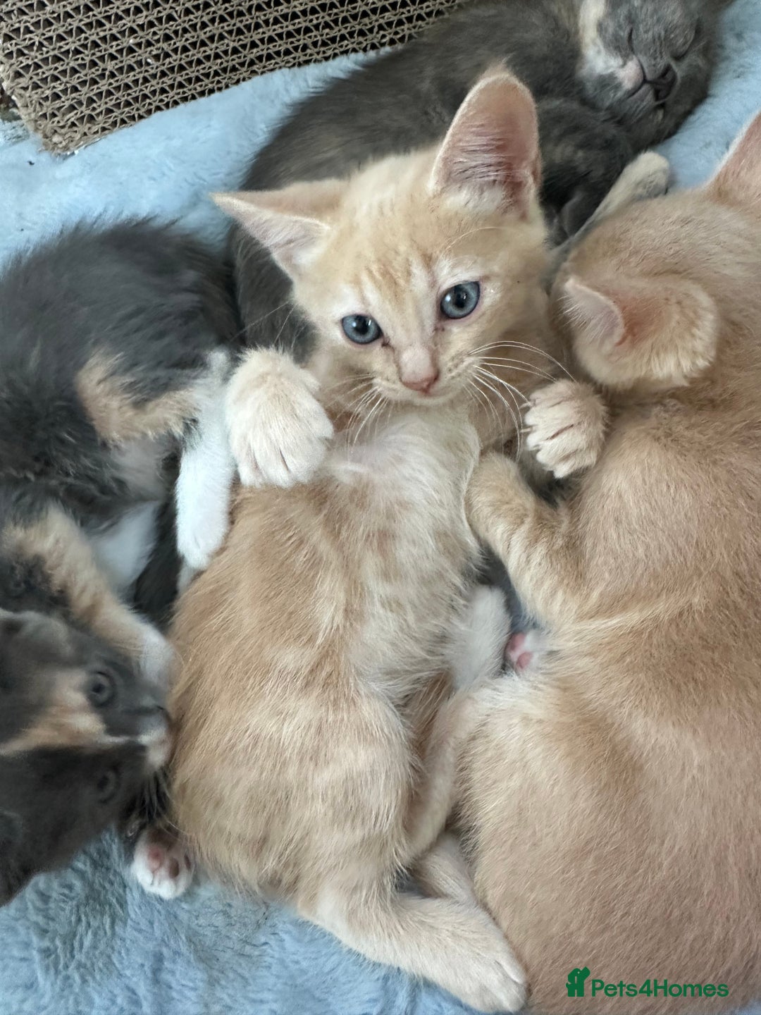 Ragdoll cats for sale: 6 beautiful well loved kittens. 2 girls remaining - Image 16