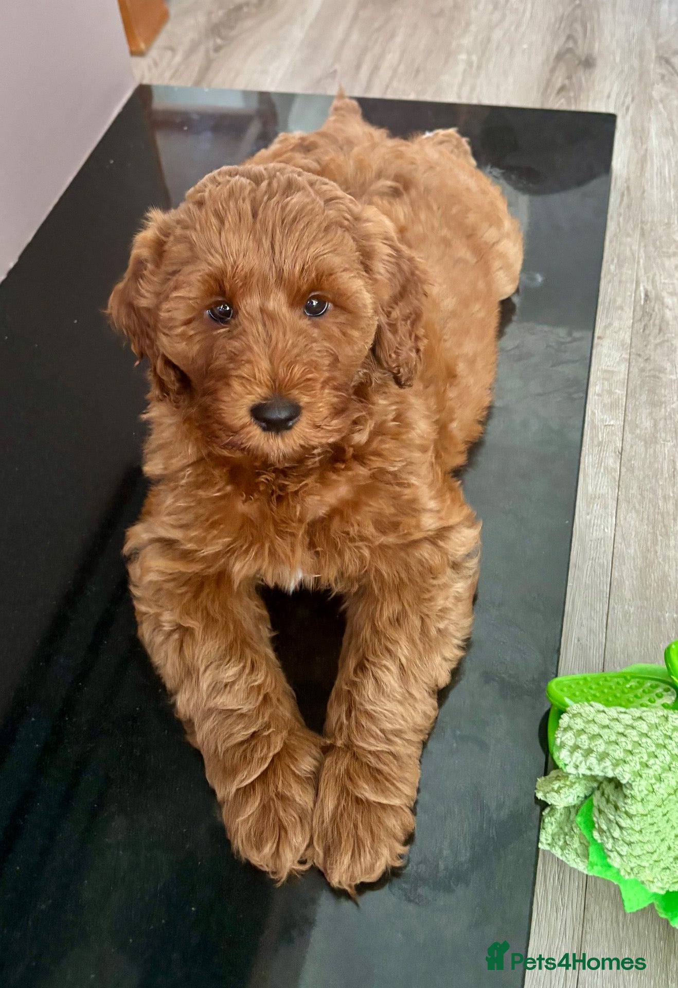 Australian Labradoodle dogs Australian Mini Double Doodle 1 GIRL Remaining ! - Advert 2