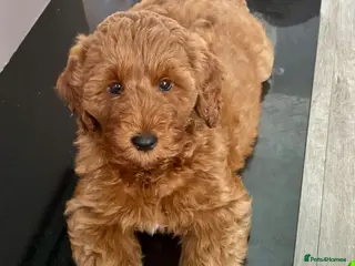 Australian Labradoodle dogs Australian Mini Double Doodle 1 GIRL Remaining ! - Advert 2