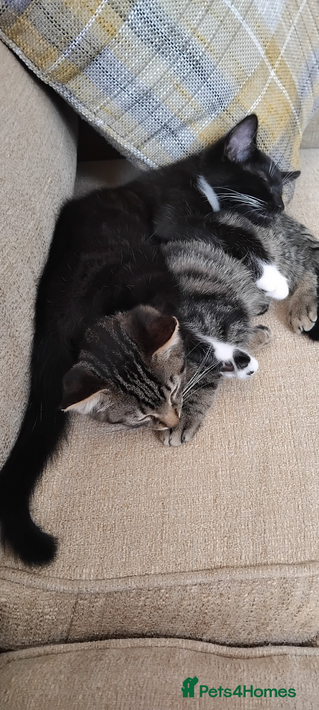 Mixed Breed cats for sale: 2 male kittens  - Image 7
