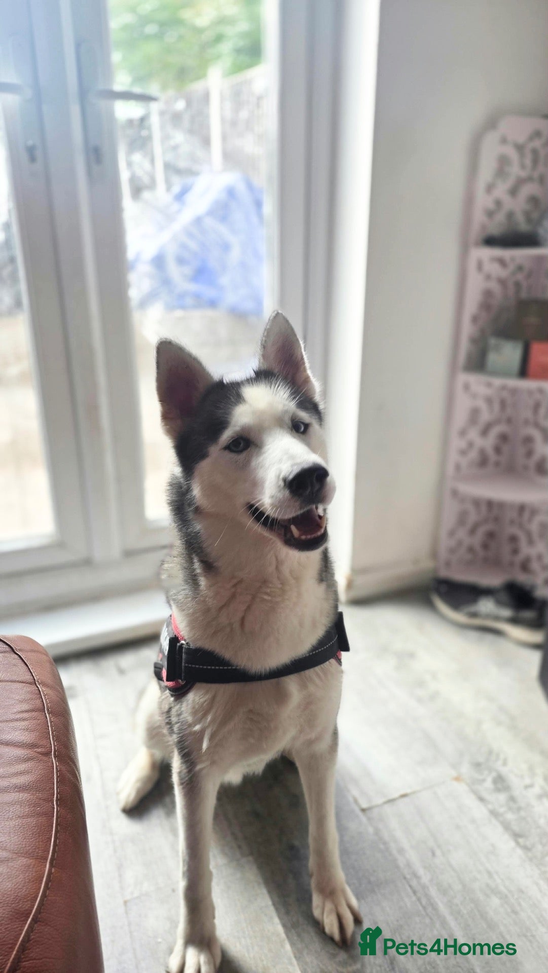 Siberian Husky dogs Beautiful Siberian husky female - Advert 5