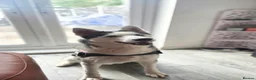 Siberian Husky dogs for sale: Beautiful Siberian husky female - Advert 1