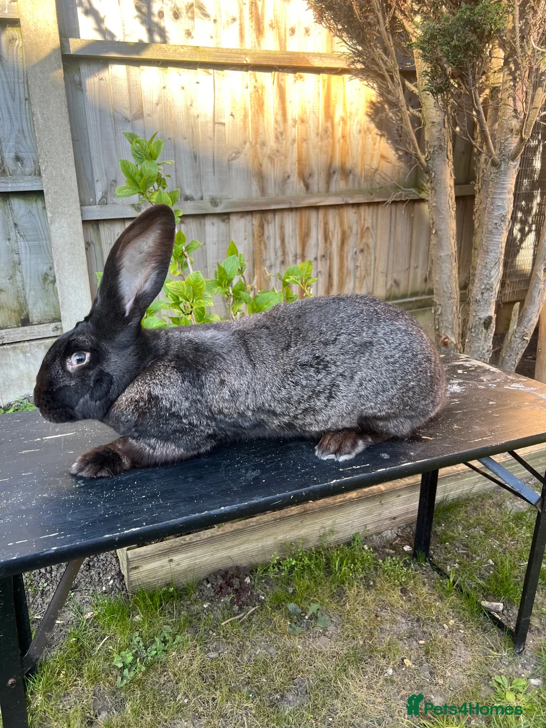 Continental Giant rabbits for sale: Continental giant rabbit - Advert 9