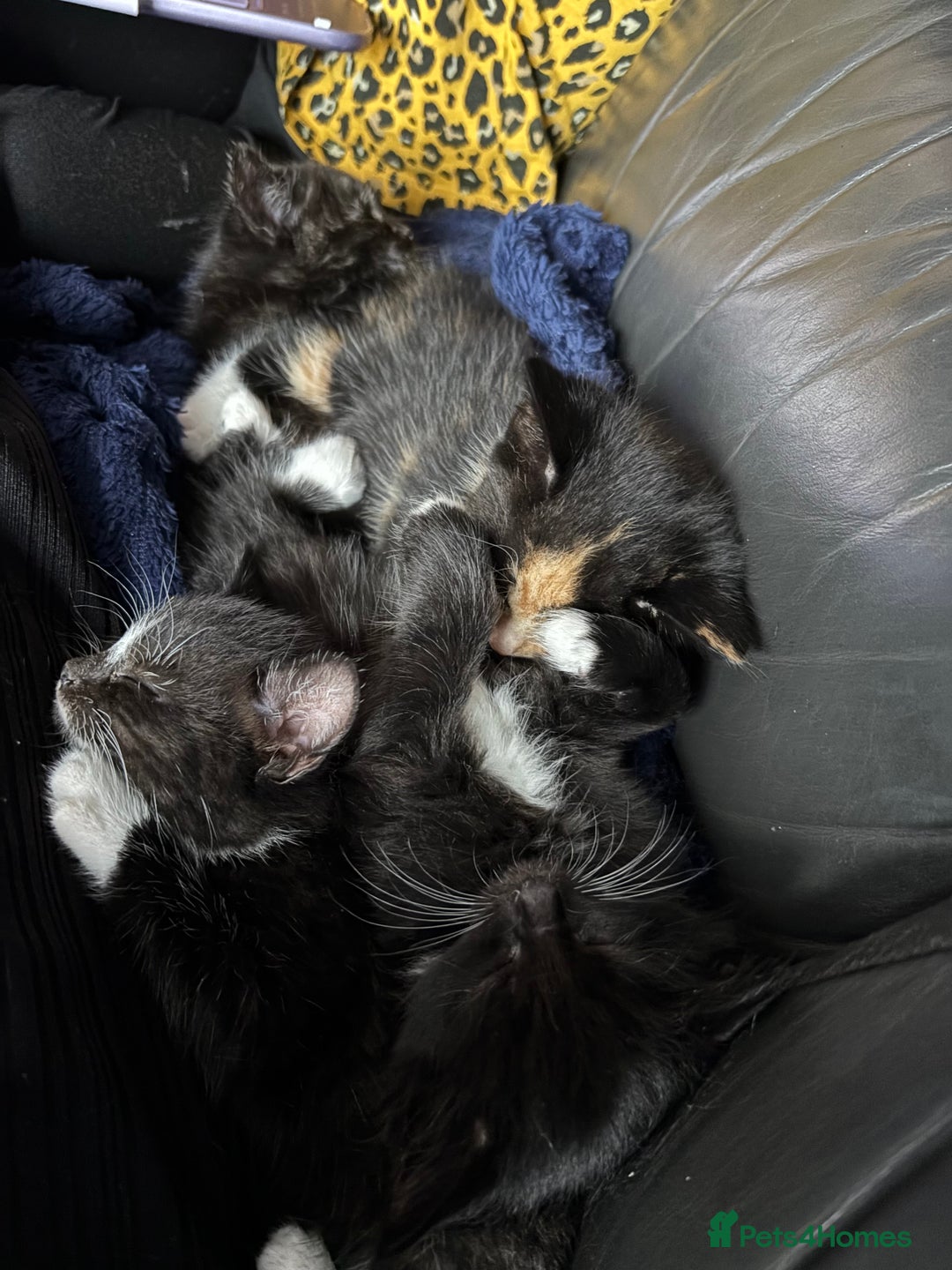 Mixed Breed cats for sale: Five beautiful kittens - Image 6
