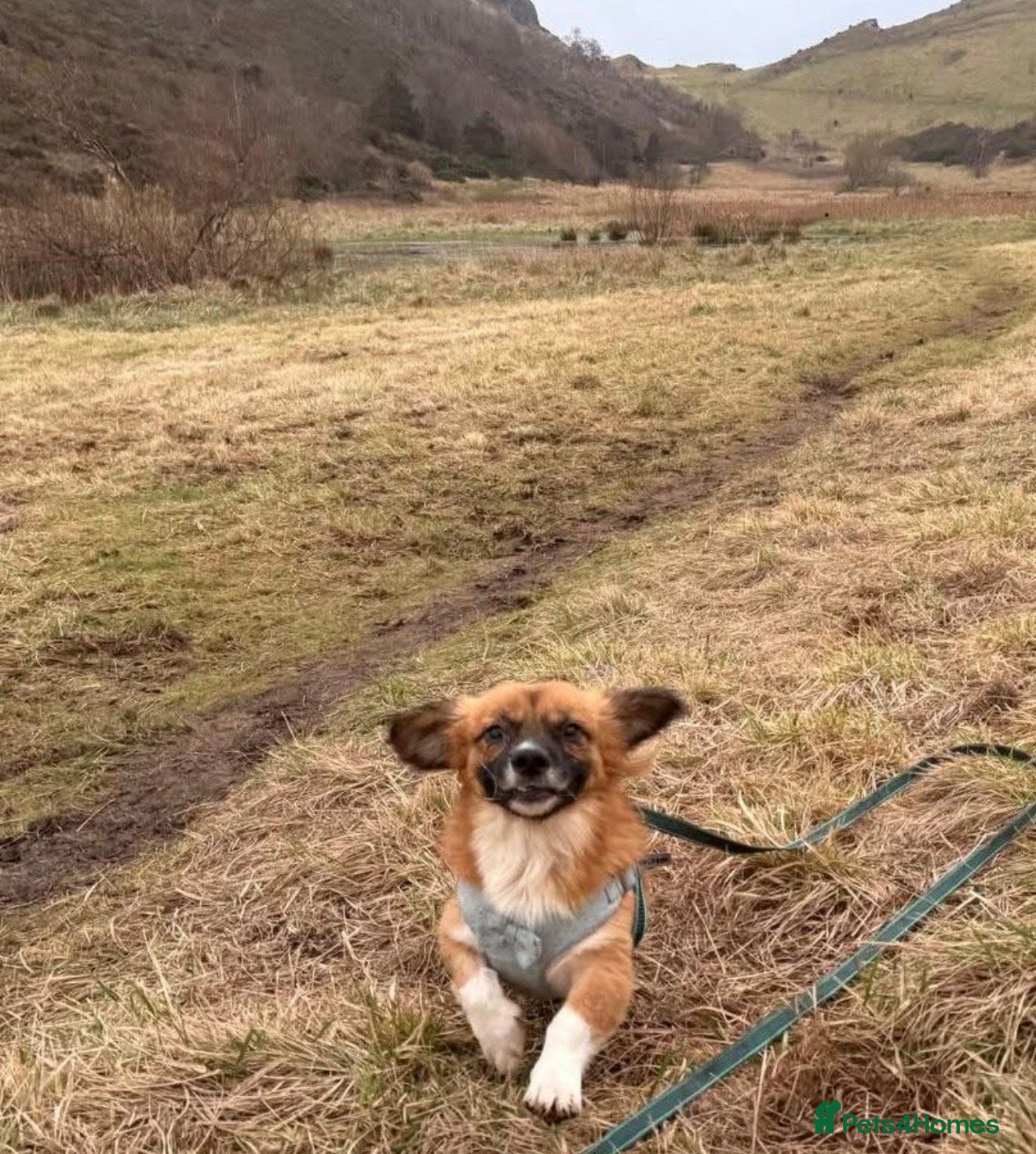 Mixed Breed dogs Gorgeous Crunchie  in Newbridge - Advert 1