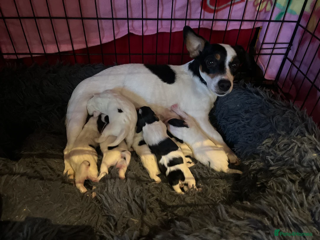 Jack Russell dogs for sale: Working jack russell puppies  - Advert 1