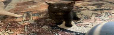 Domestic Shorthair Kitten 4