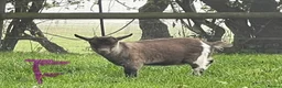 Goats livestock for sale: Pygmy goats - Advert 3