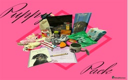 Miniature Dachshund dogs for sale: ✨ READY NOW  KC MINIATURE DACHSHUND PRA CLEAR   - Advert 13