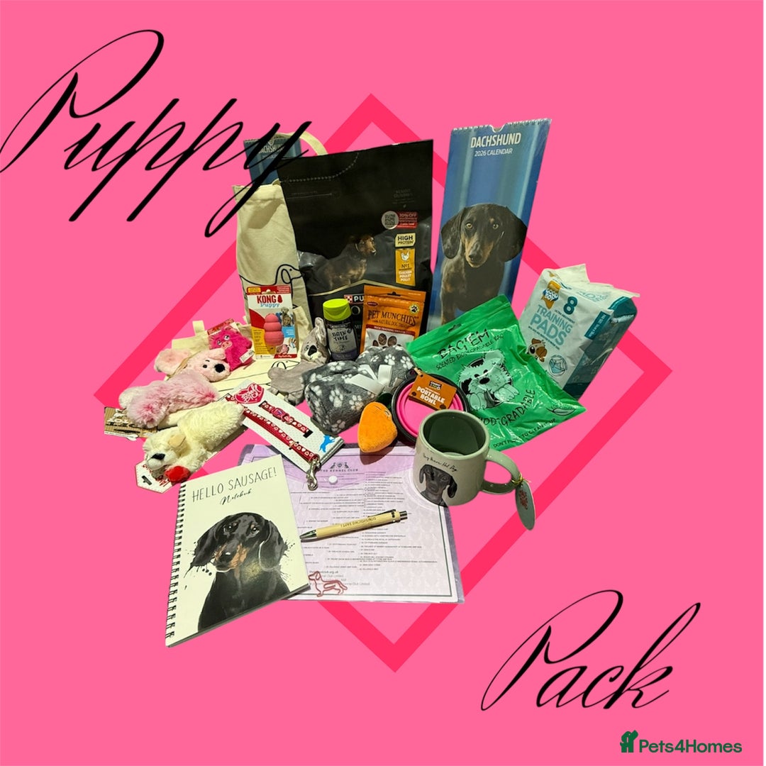 Miniature Dachshund dogs for sale: ✨ READY NOW  KC MINIATURE DACHSHUND PRA CLEAR   - Advert 13