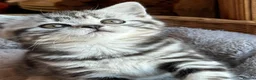 British Shorthair cats for sale: BSH stunning Silver Tabby kittens - Advert 18
