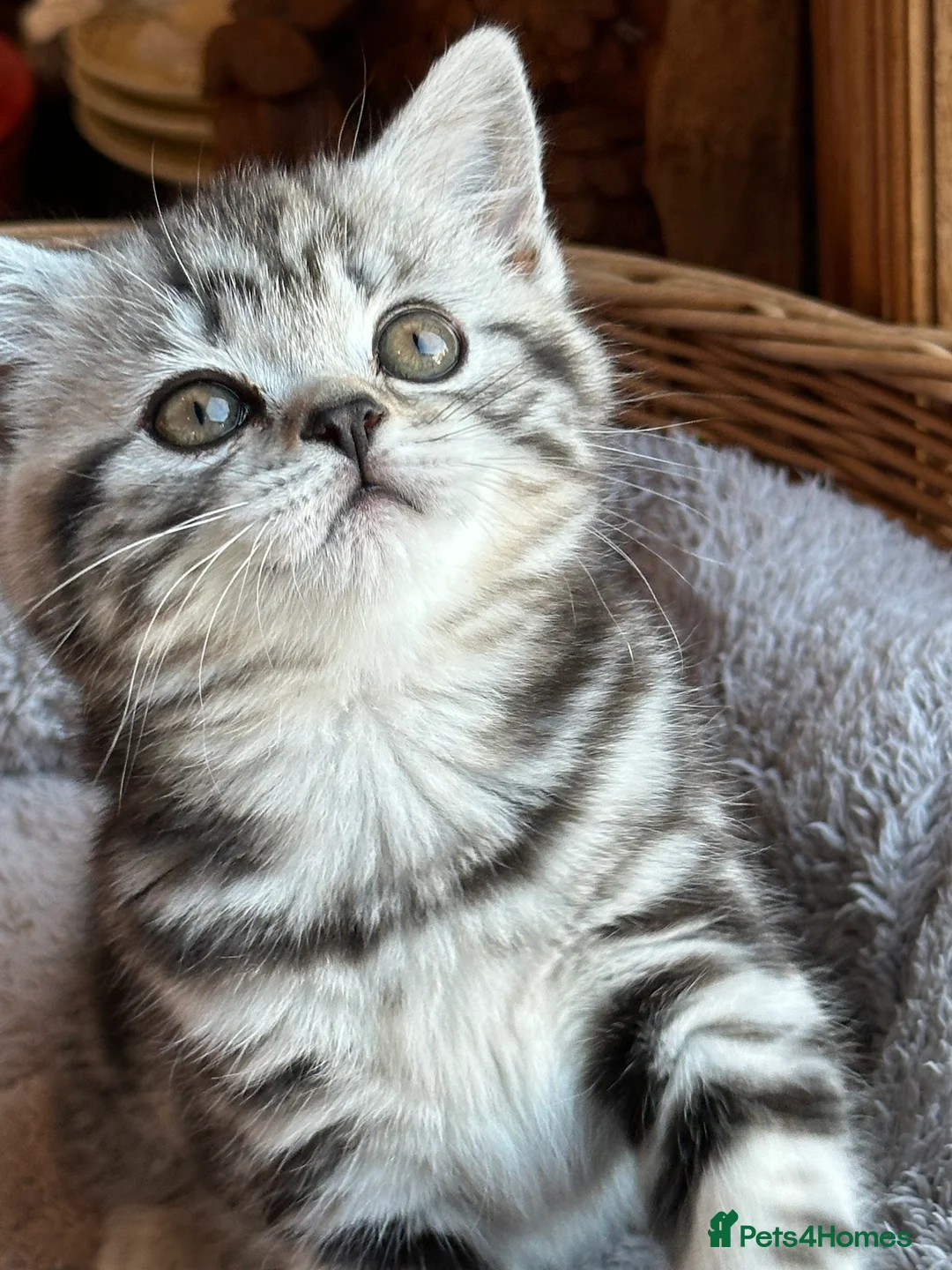 British Shorthair cats for sale: BSH stunning Silver Tabby kittens - Advert 18