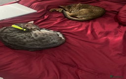 Bengal cats for sale: Gorgeous Silver bengal female cat - Image 3