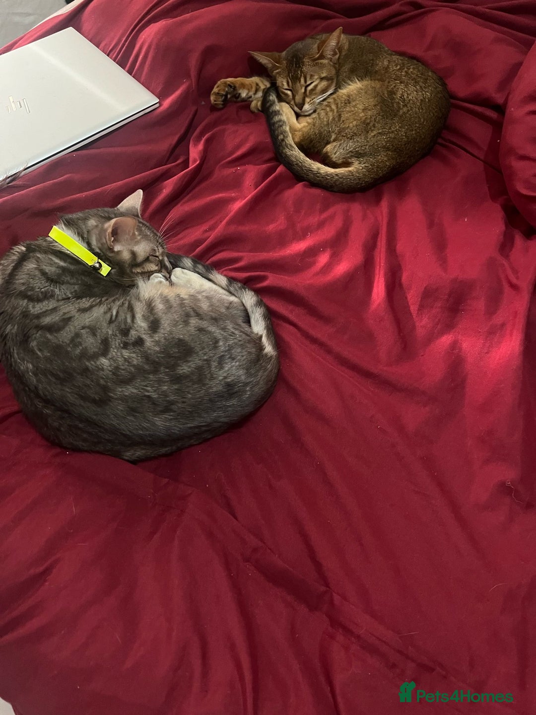 Bengal cats for sale: Gorgeous Silver bengal female cat - Image 3