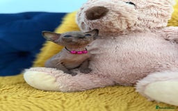 Sphynx cats for sale: TICA Adorable Kittens❤️Parents HCM Clear  - Image 6