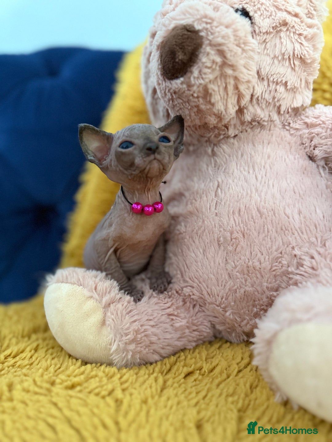 Sphynx cats for sale: TICA Adorable Kittens❤️Parents HCM Clear  - Image 6