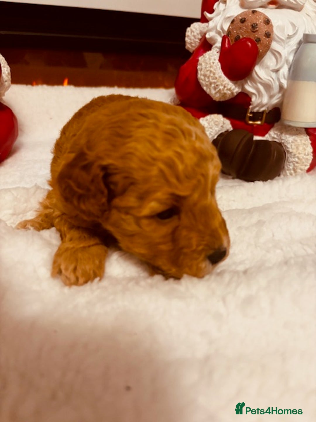 Cavapoochon dogs for sale: QUALITY TEDDY CAVAPOOCHONS - Advert 4