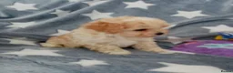 Maltipoo dogs for sale: Golden Maltipoo puppy's  in Manchester - Advert 12