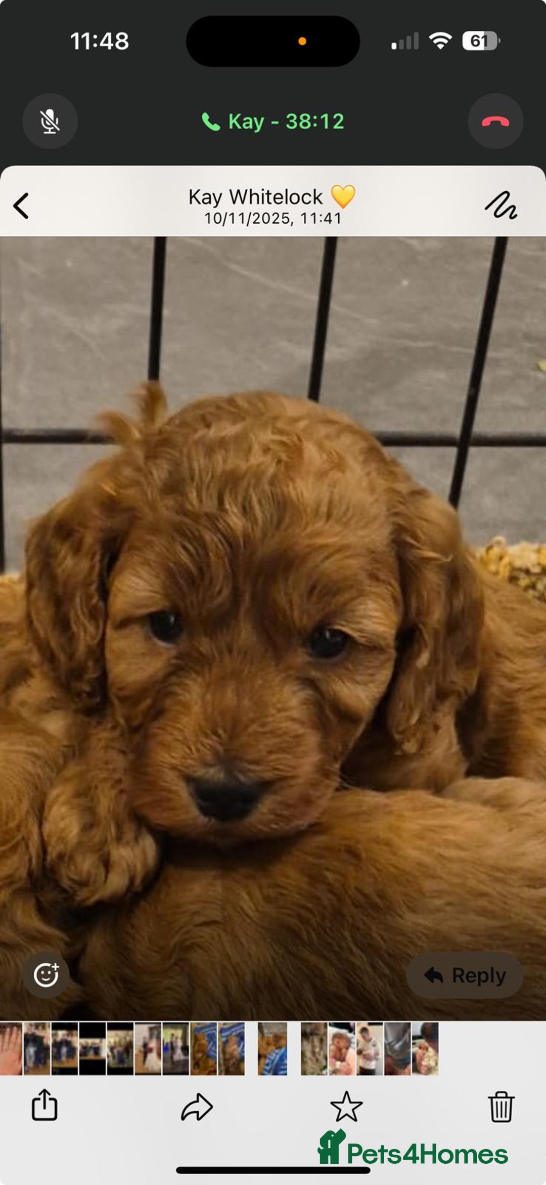 Cockapoo dogs for sale: Adorable fox red f1 toy cockapoo puppies - Advert 6