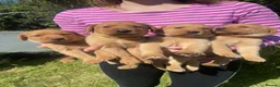 Labrador Retriever dogs for sale: Fox red labrador puppies - Advert 9