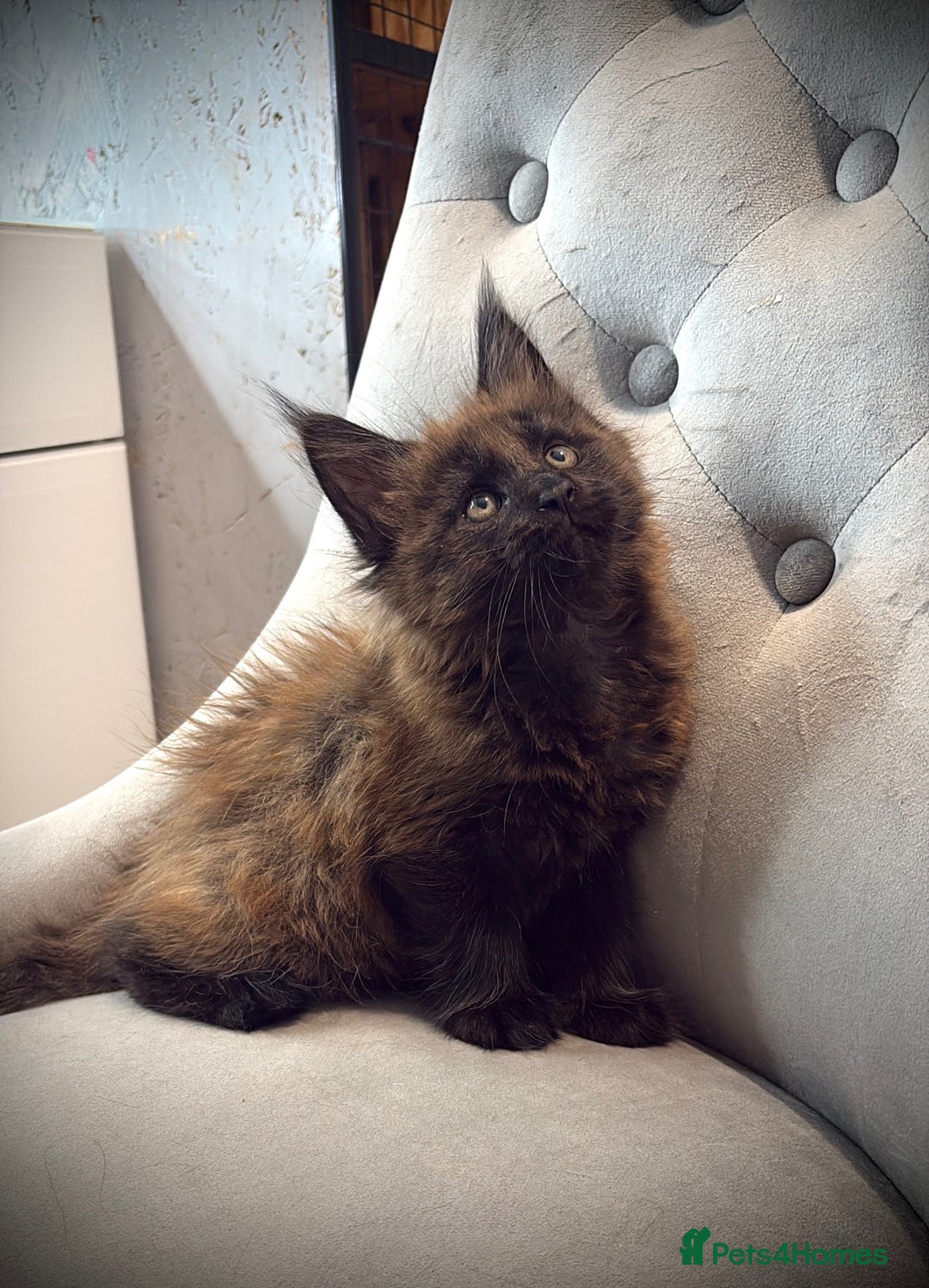 Maine Coon cats for sale: Maine Coone - Image 4