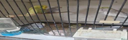 Budgerigars birds for sale: 2026 budgies - Advert 3