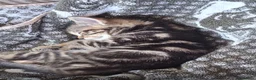 Mixed Breed cats for sale: Beautiful kittens looking for homes. - Advert 7