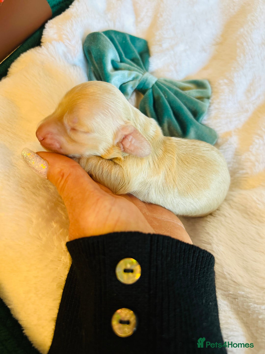 Miniature Dachshund dogs for sale: Creams  -5 Star Breeder ⭐️⭐️⭐️⭐️⭐️ - Advert 5