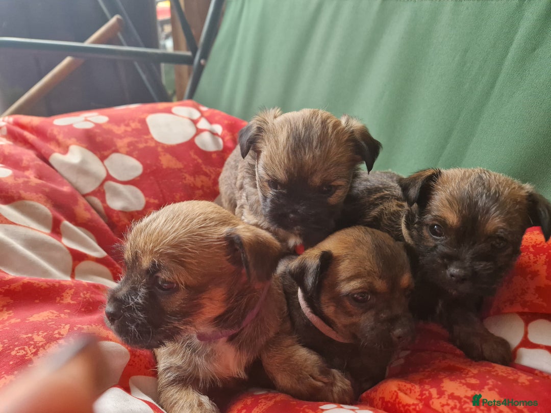 Mixed Breed dogs for sale: Puppies - Image 5