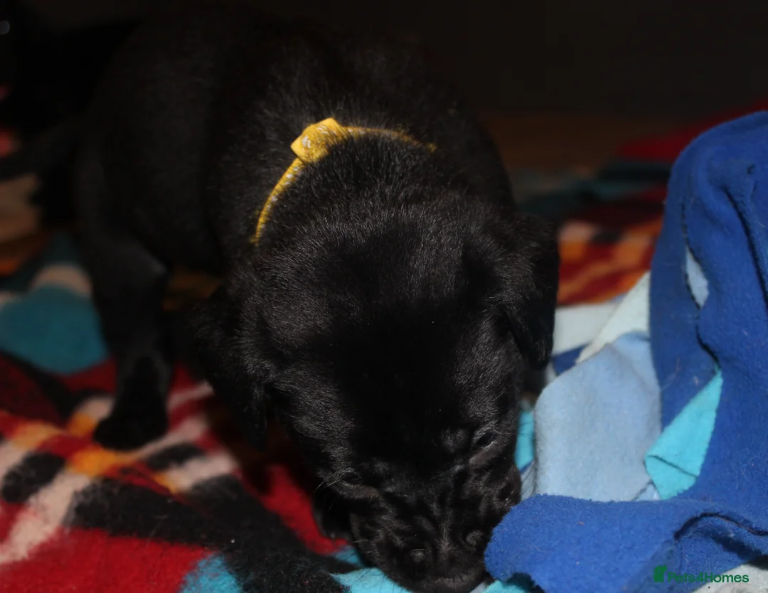 Labrador Retriever dogs for sale: Lovely, bold, beautiful puppies - Advert 14