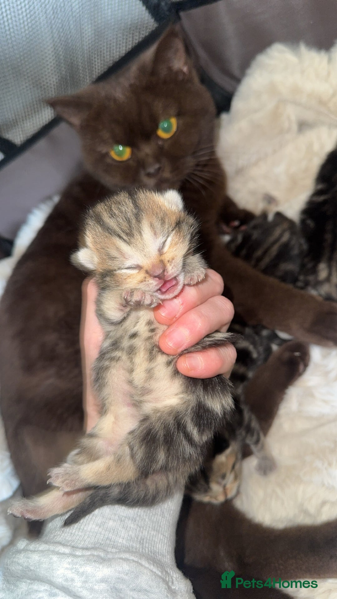 British Shorthair cats for sale: British short hair kittens  - Image 8