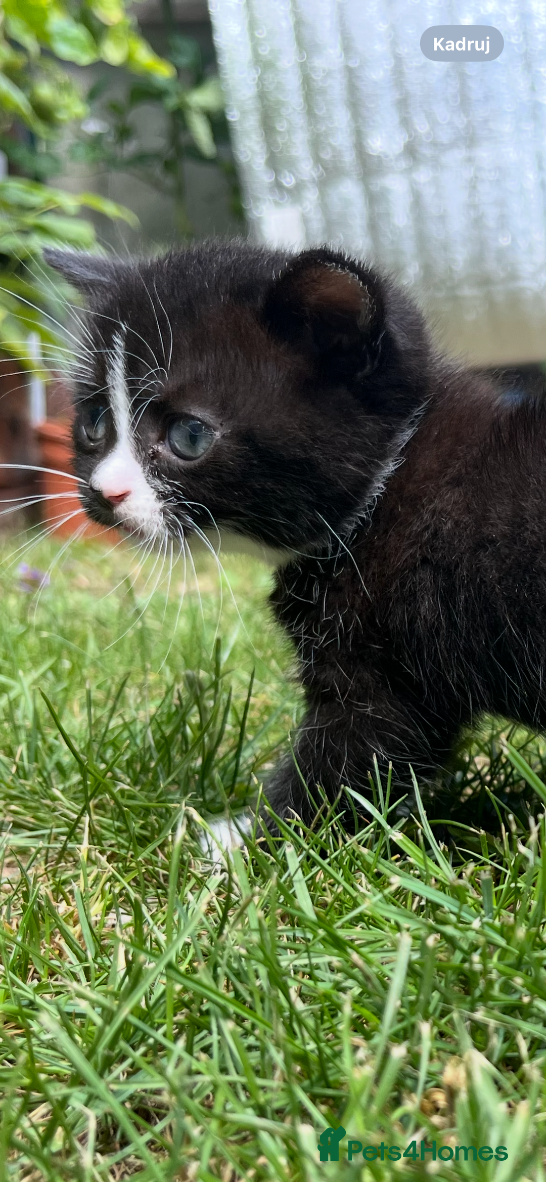 British Shorthair cats for sale: British blue x - Image 11