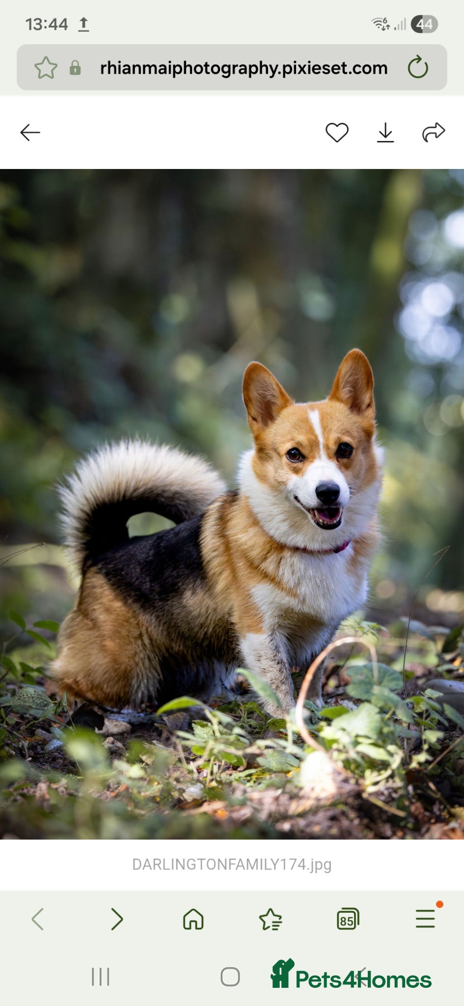 Welsh Corgi Pembroke dogs Pembrokeshire corgi pups - Advert 1