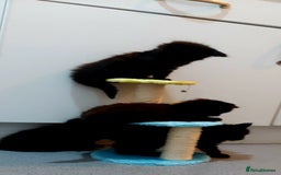 York Chocolate cats for sale: Green-eyed kittens , - Image 5