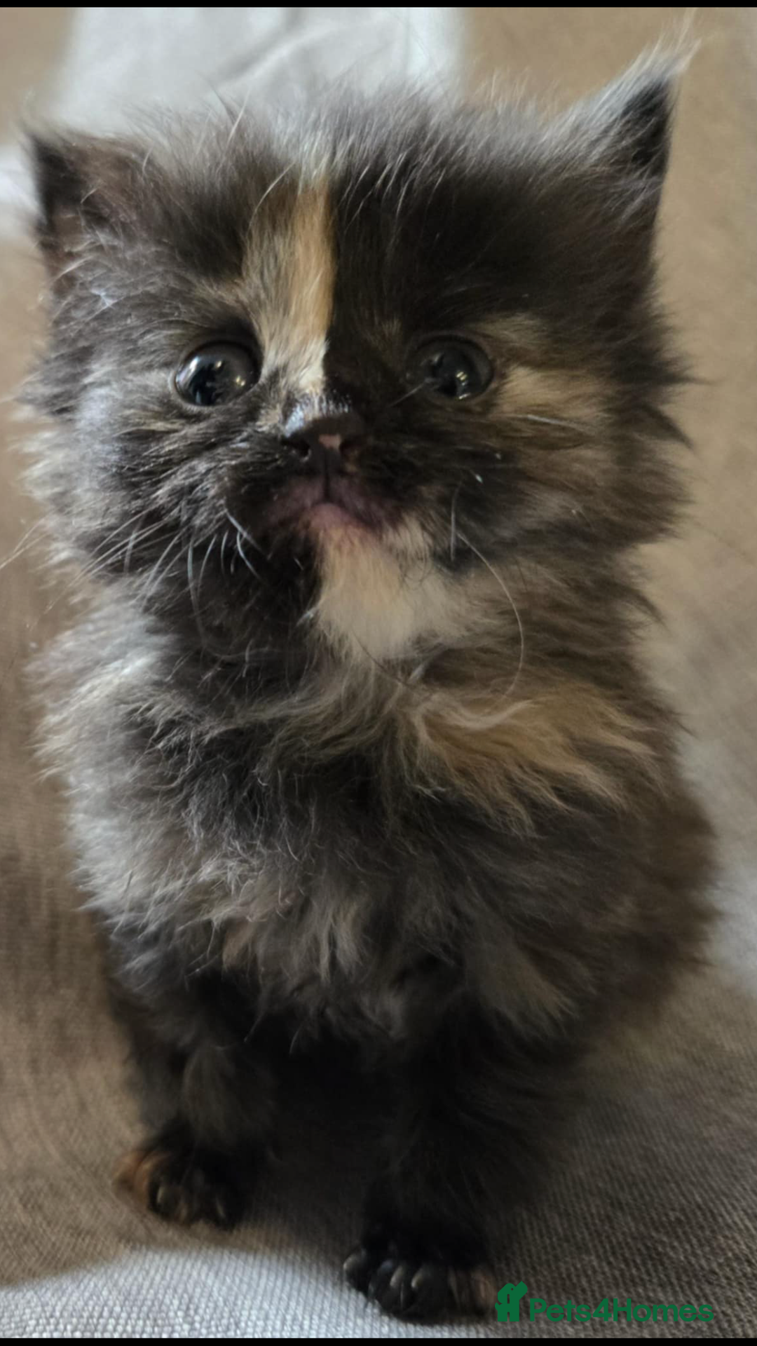 Maine Coon cats for sale: Beautiful supper fluffy mainecoon cross kittens - Image 8