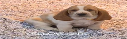 Basset Hound dogs for sale: KC BASSET HOUND PUPPIES FROM HEALTH SCORED PARENTS - Advert 29