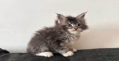 Maine Coon cats - Advert 9